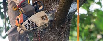 Palermo, CA Tree Services Company