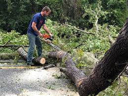 How Our Tree Care Process Works  in  Palermo, CA